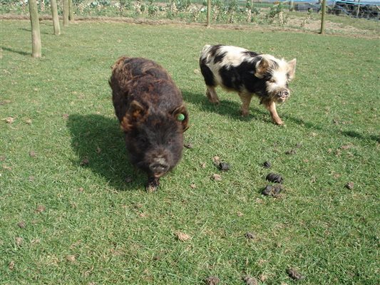 kune kune pigs